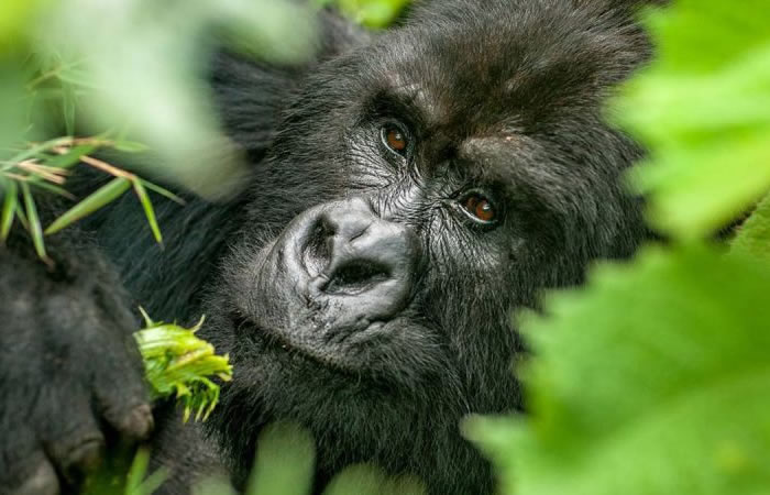 Gorilla Trekking