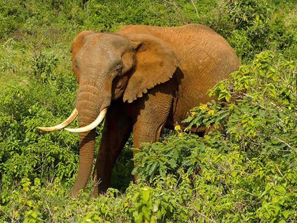 Aberdares National Park