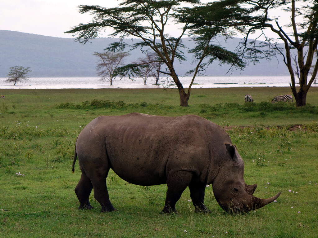 Lake Nakuru National Park