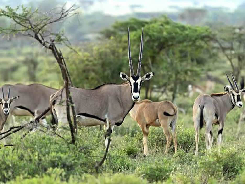 Samburu and Buffalo Springs National Reserve