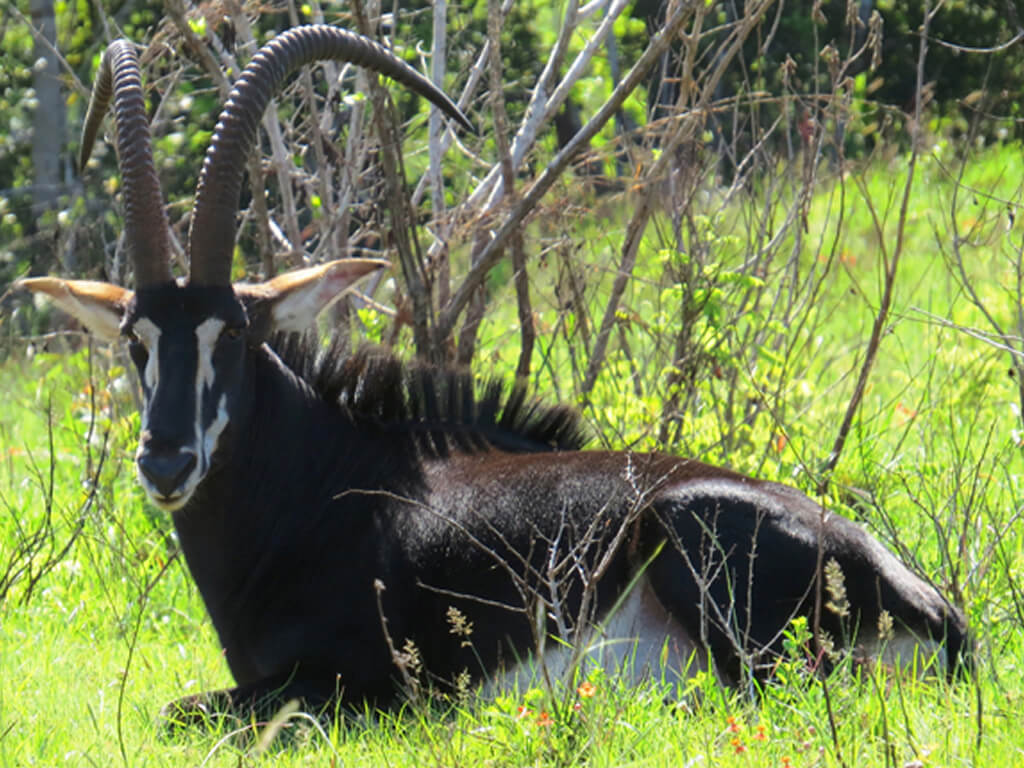 Shimba Hills National Park