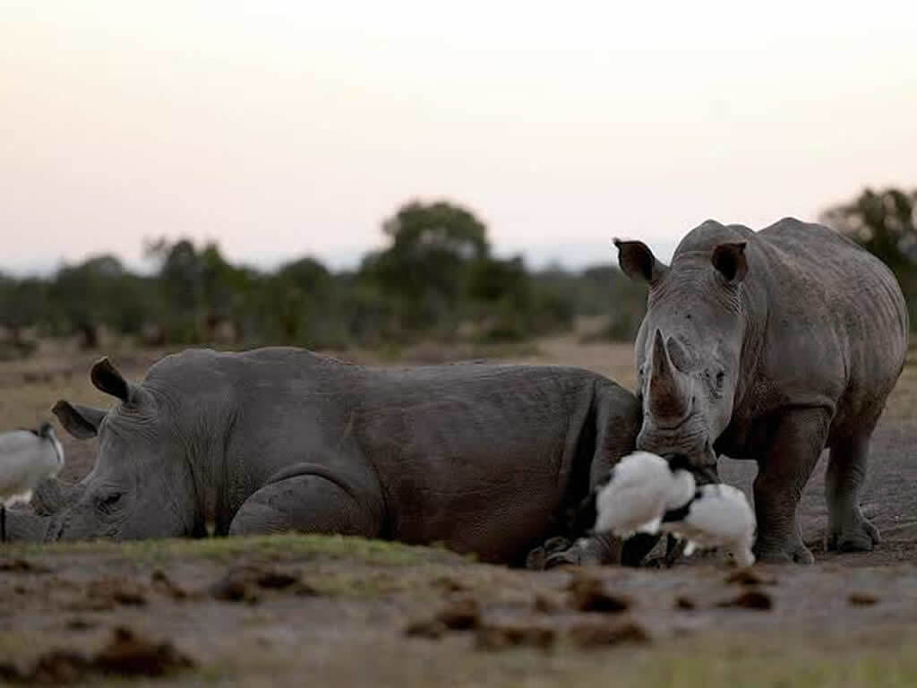 Ol Pejeta Conservancy