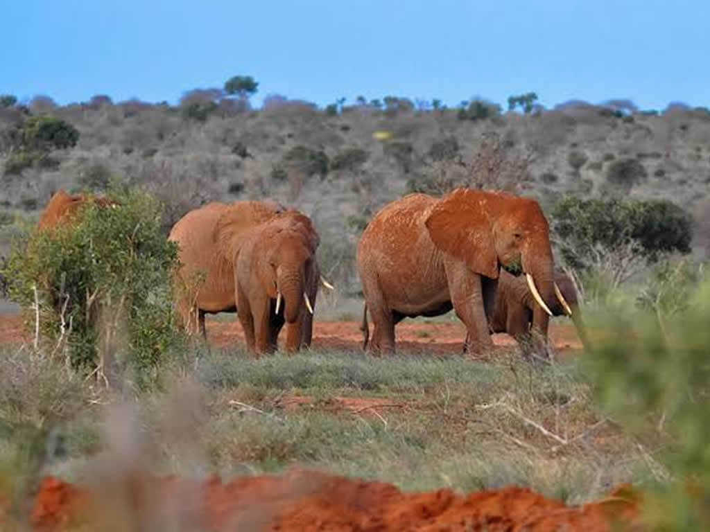 Tsavo East National Park