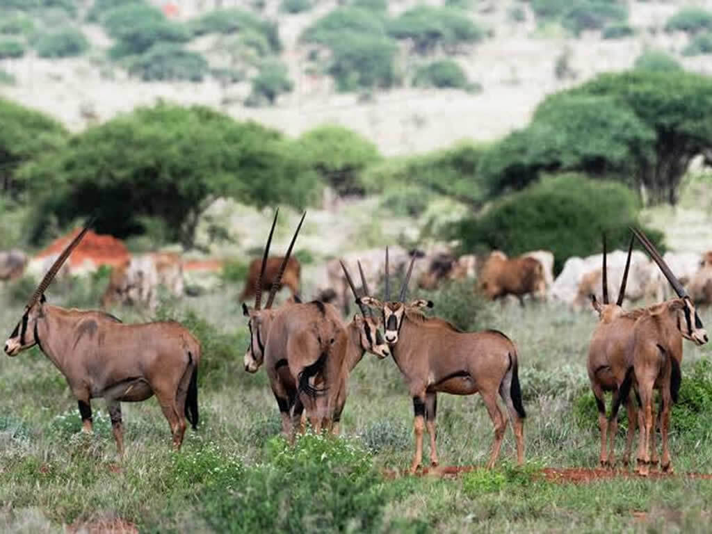 Tsavo West National Park