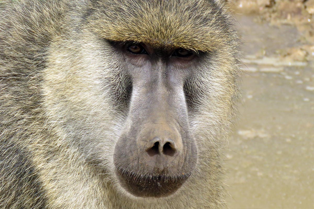Yellow Baboon
