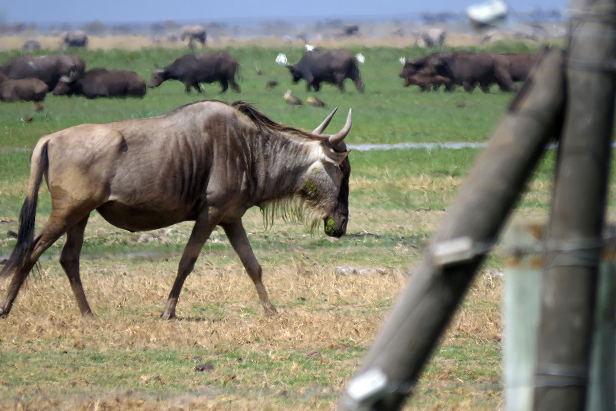 Blue Wildebeest