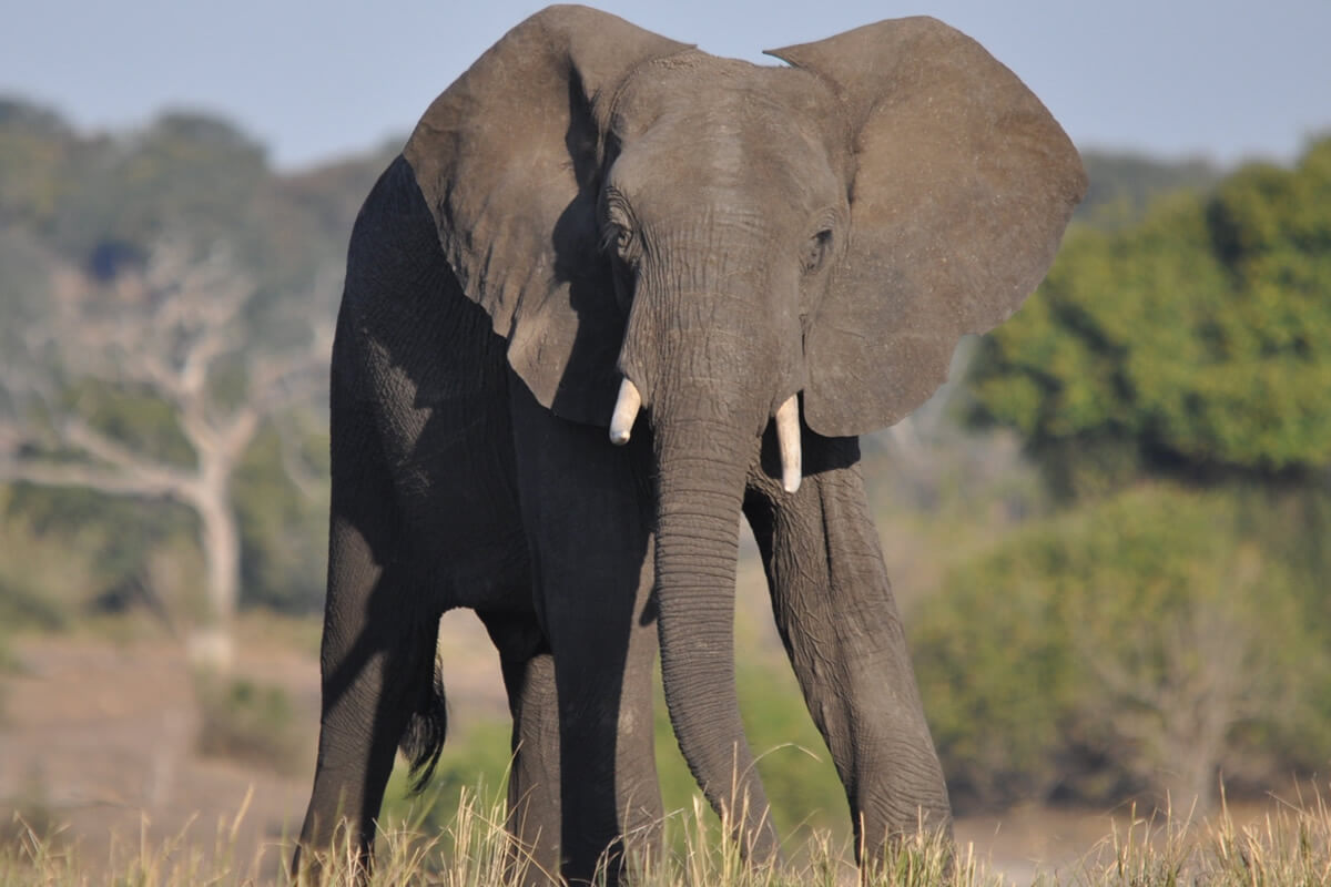 Teen Elephant, Ol Pejeta