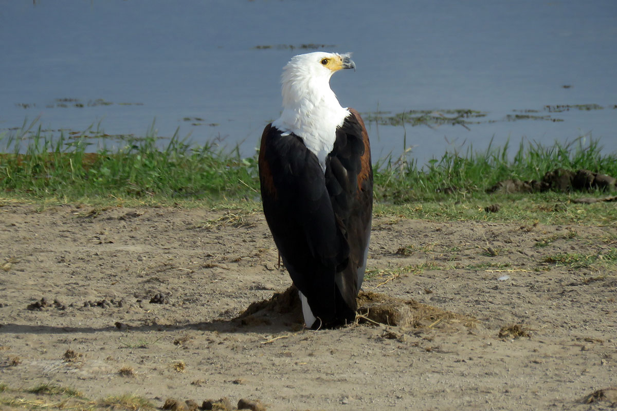African Fish Eagle