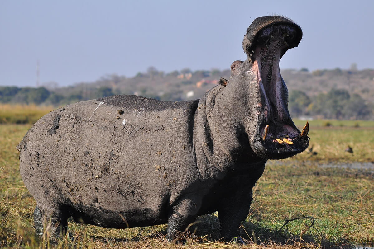 Happy Hippo