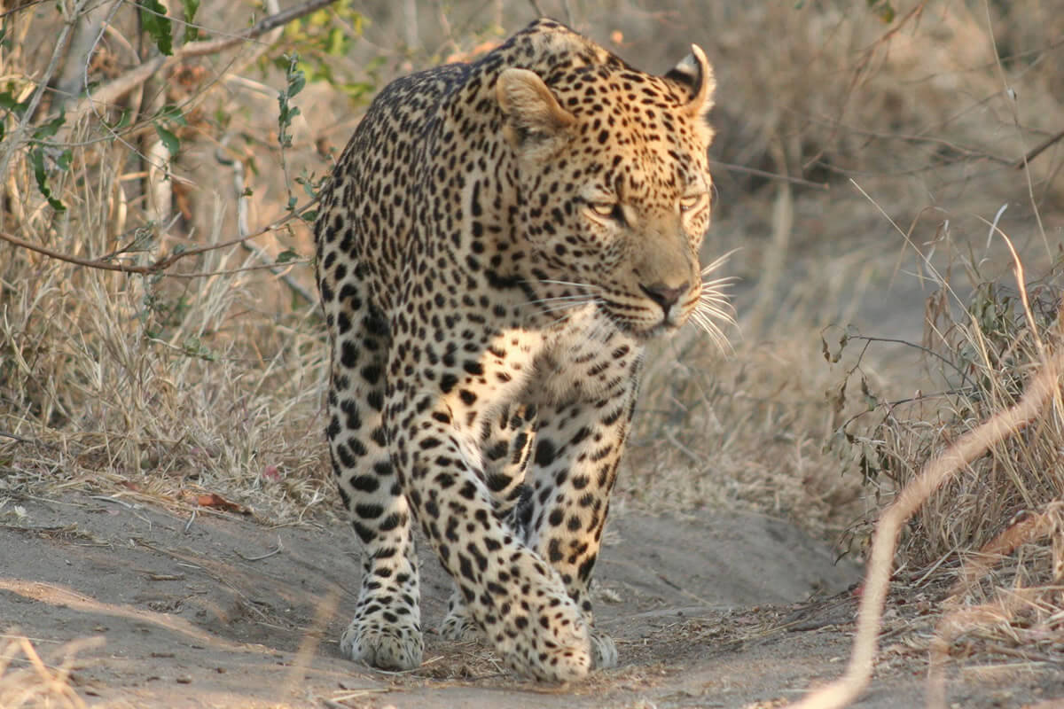 Leopard