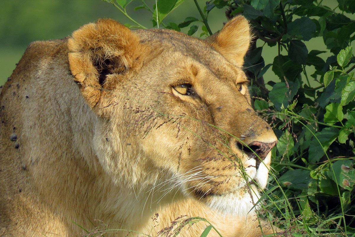 Lioness