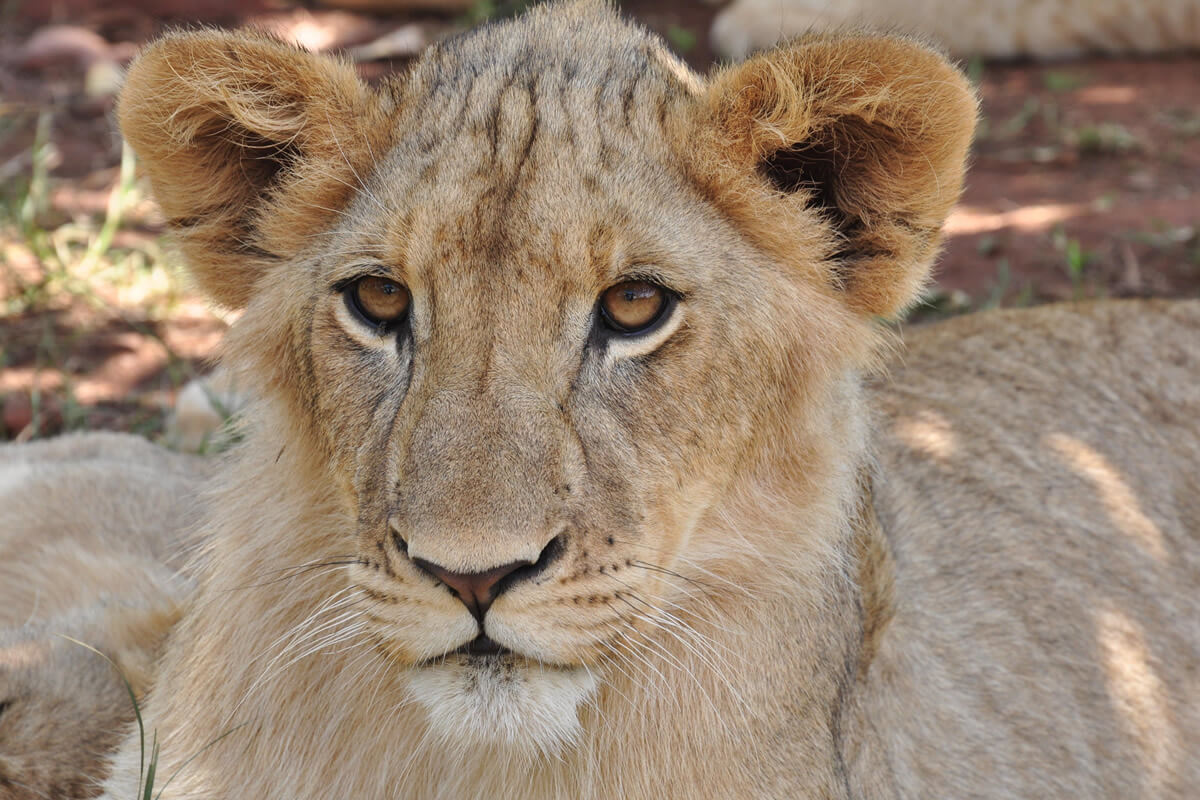 Lion Cub