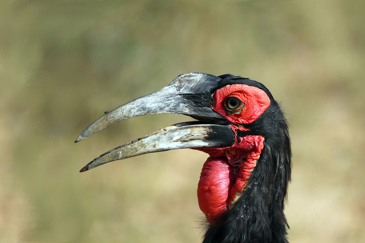 Southern Ground Hornbill