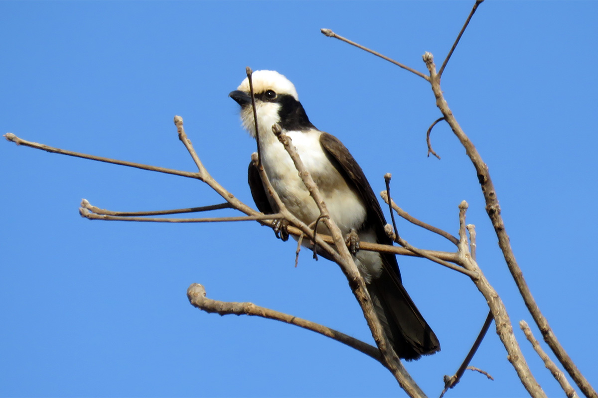 White-rumped Shrike