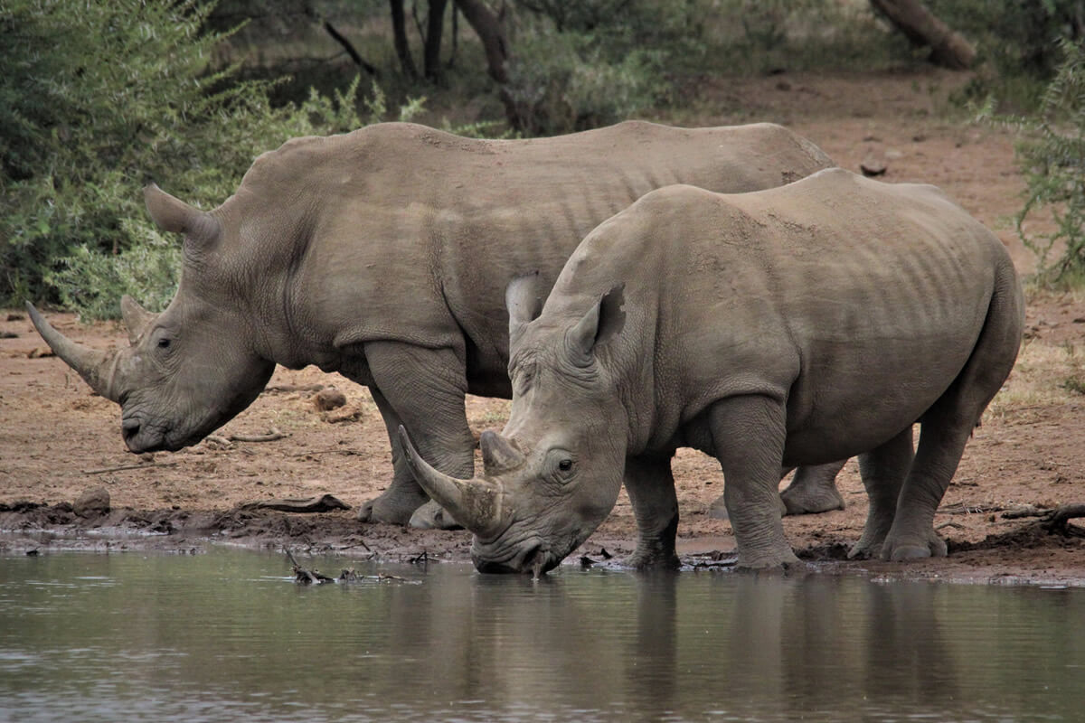 White Rhinos Drinking