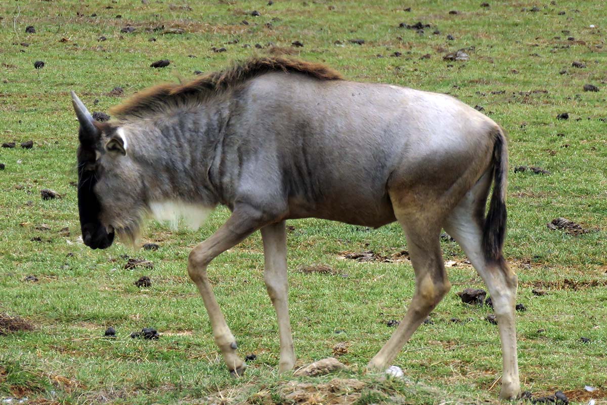 Wildebeest Calf, Amboseli