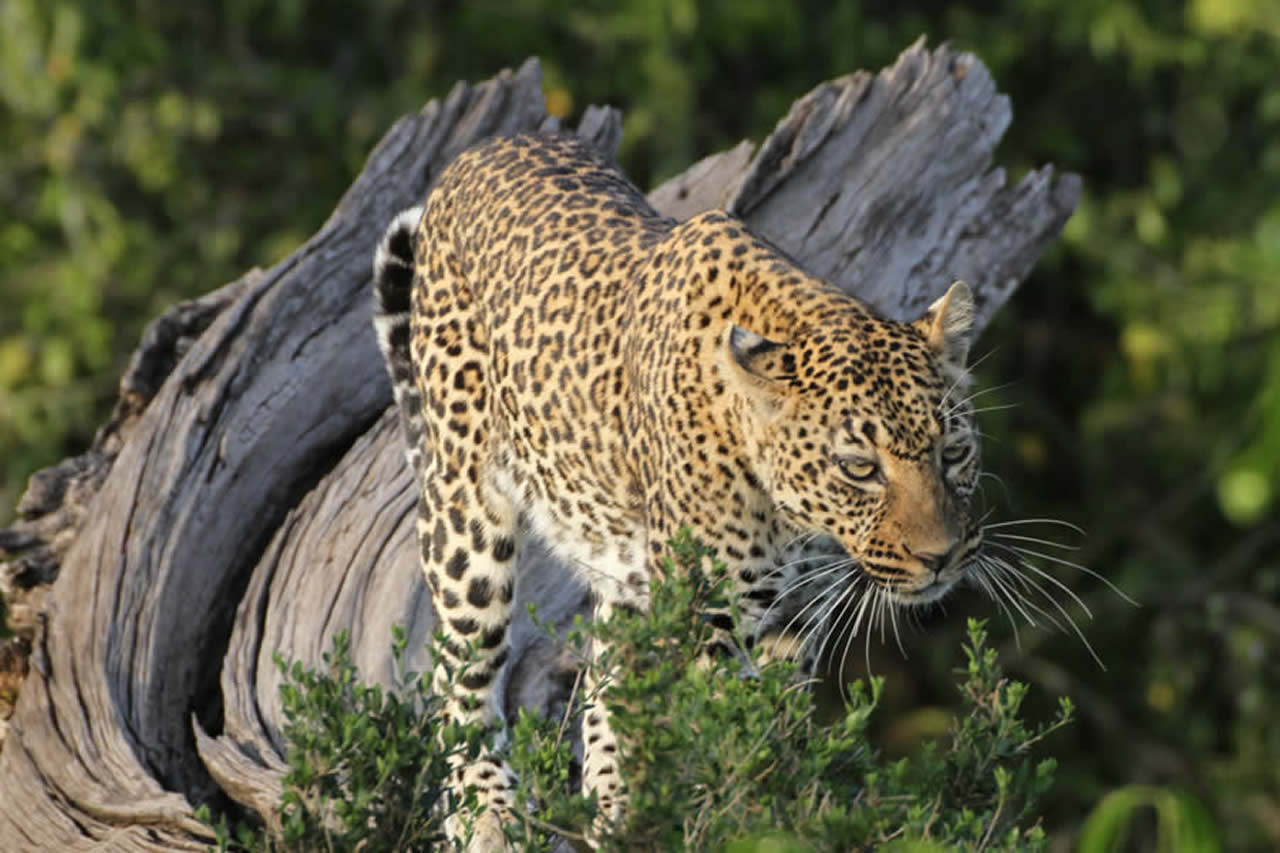 14 Days | Grand Kenya Safari