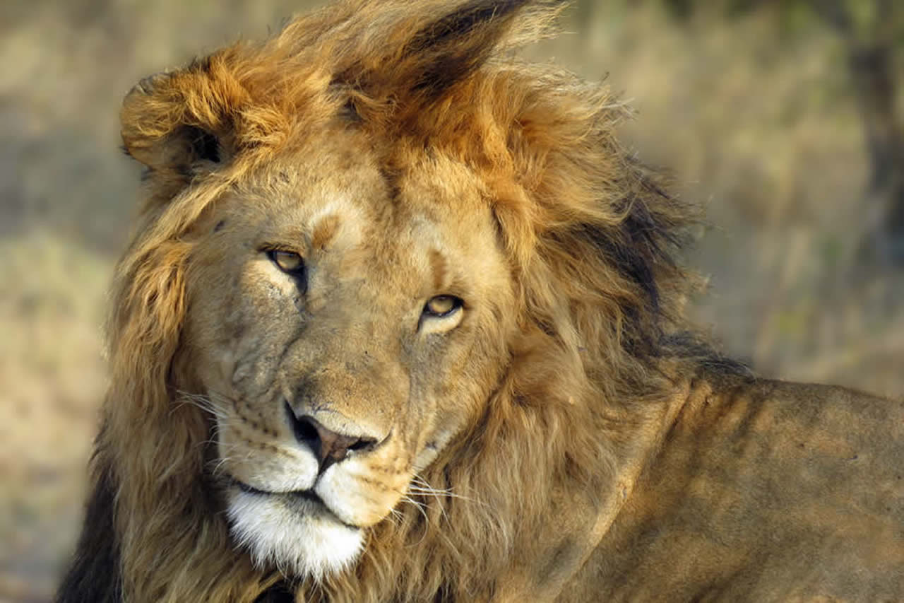 3 Days | Masai Mara Group Joining Safari