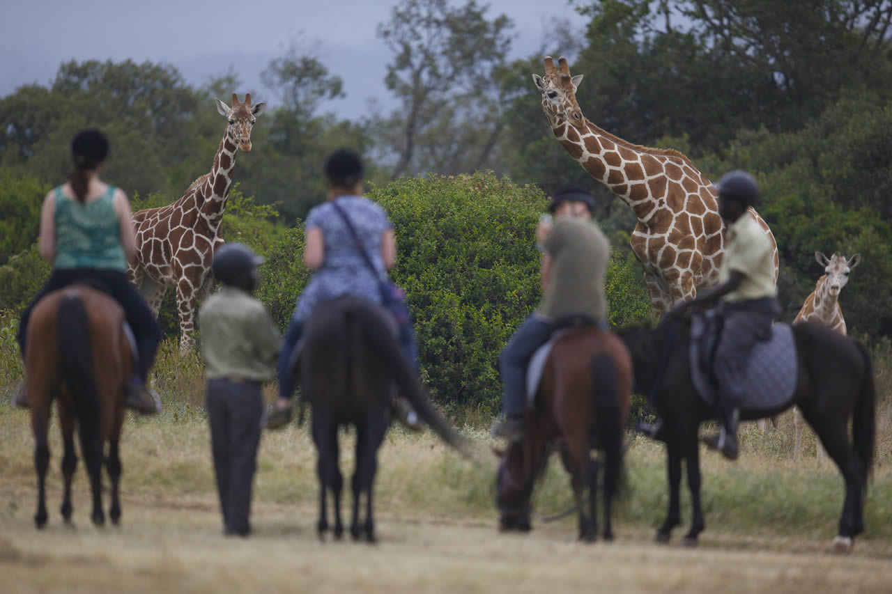 4 Days | Aberdare - Ol Pejeta Wildlife Tour