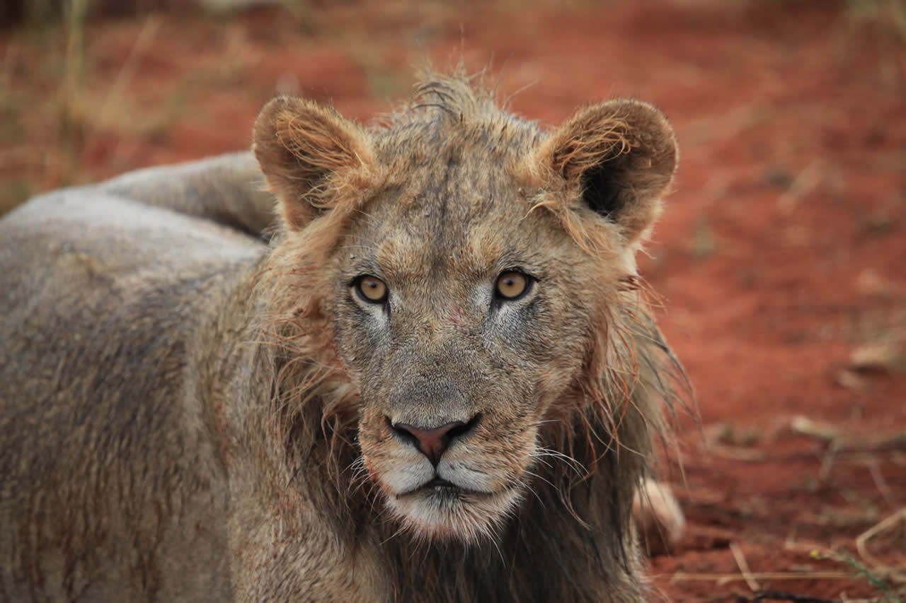 4 Days | Amboseli and Tsavo National Parks