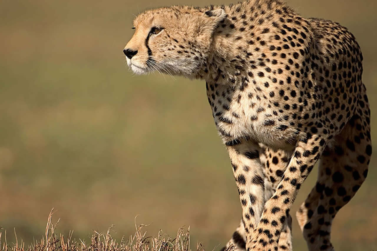 4 Days | Maasai Mara and Lake Nakuru