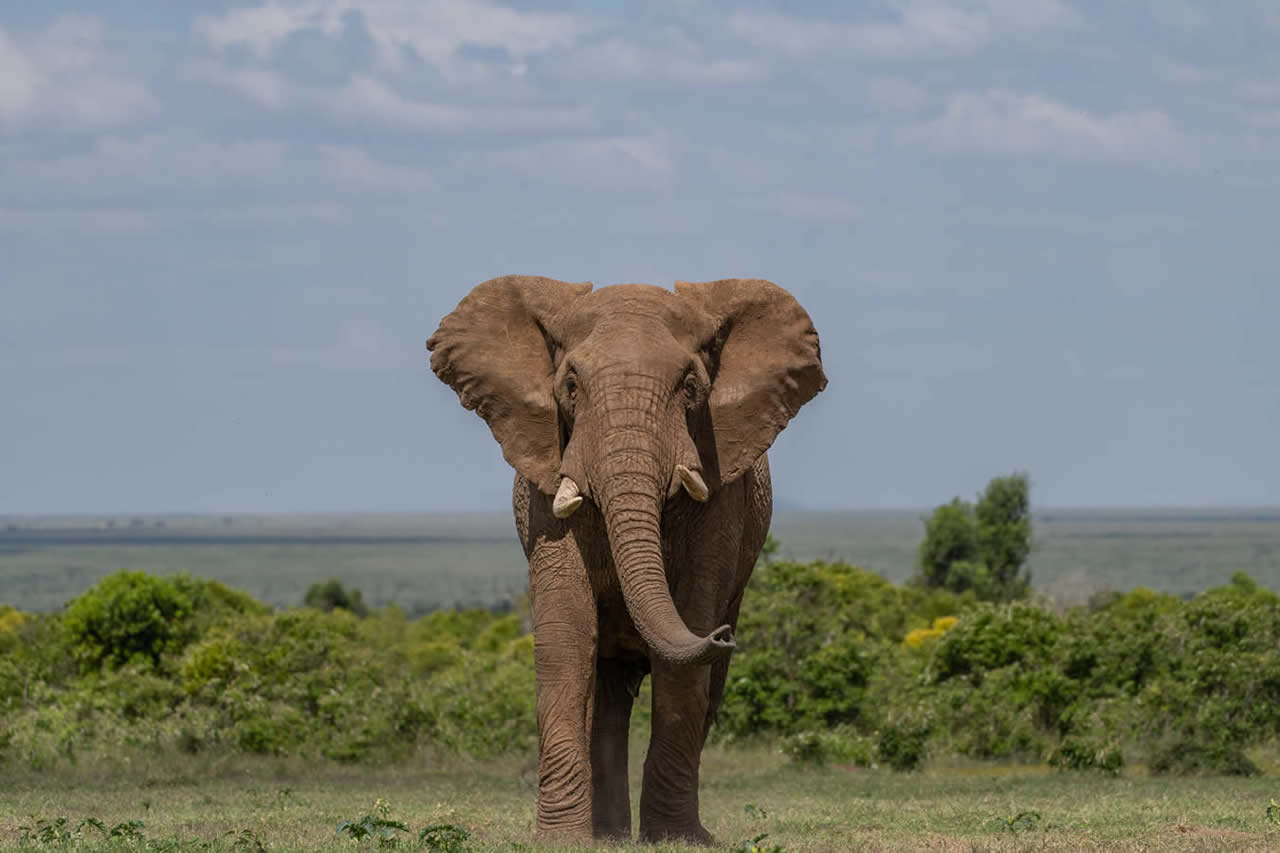 5 Days | Mara and Amboseli Expedition