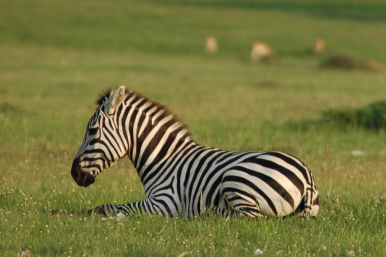 7 Days | Laikipia and Maasai Mara