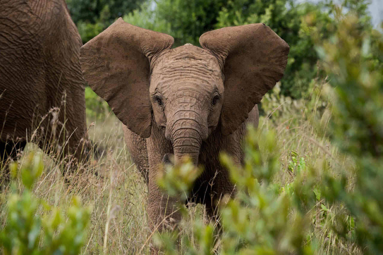 8 Days | Kenya Explorer