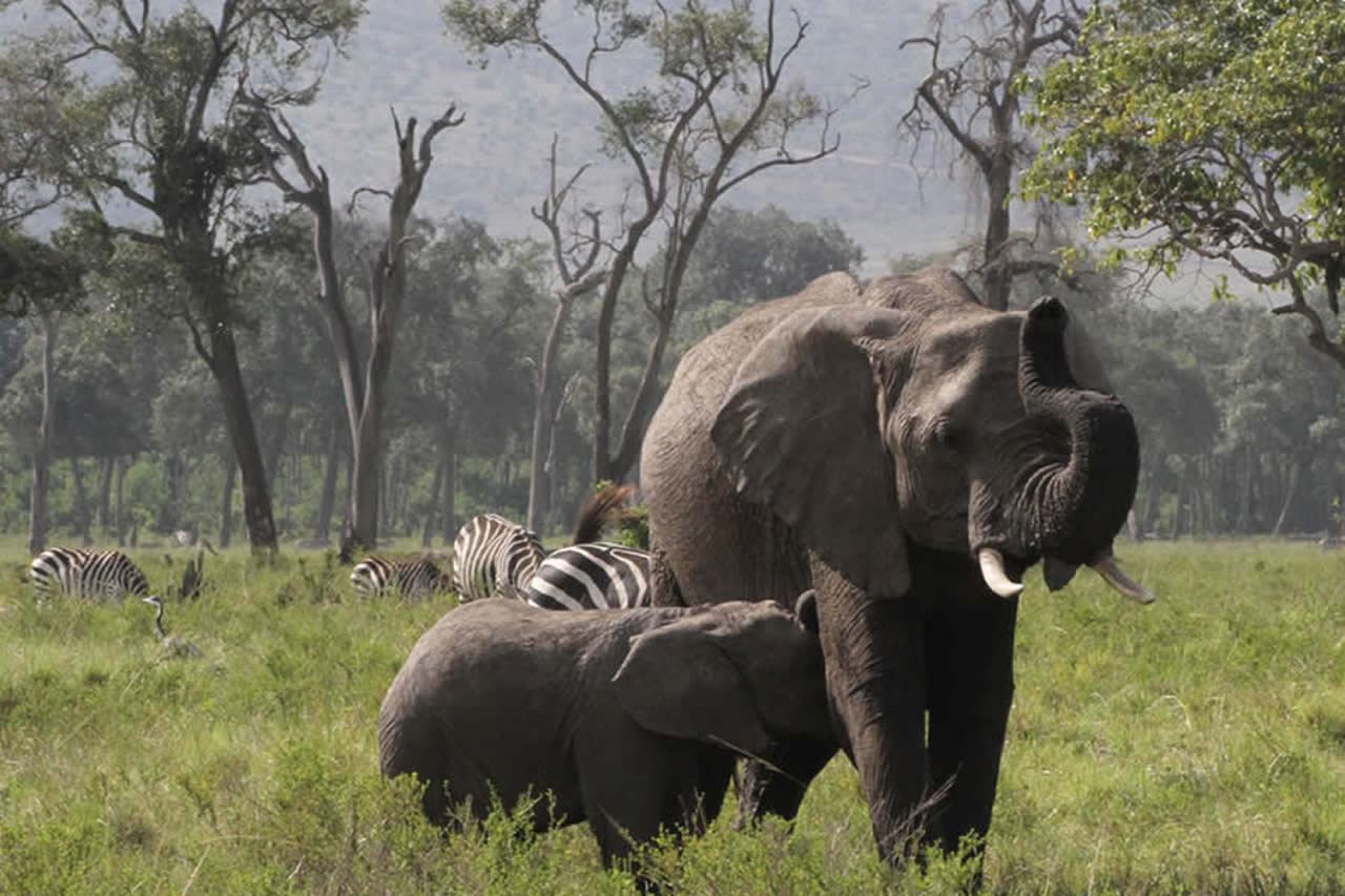 3 Days | Maasai Mara Private Safari