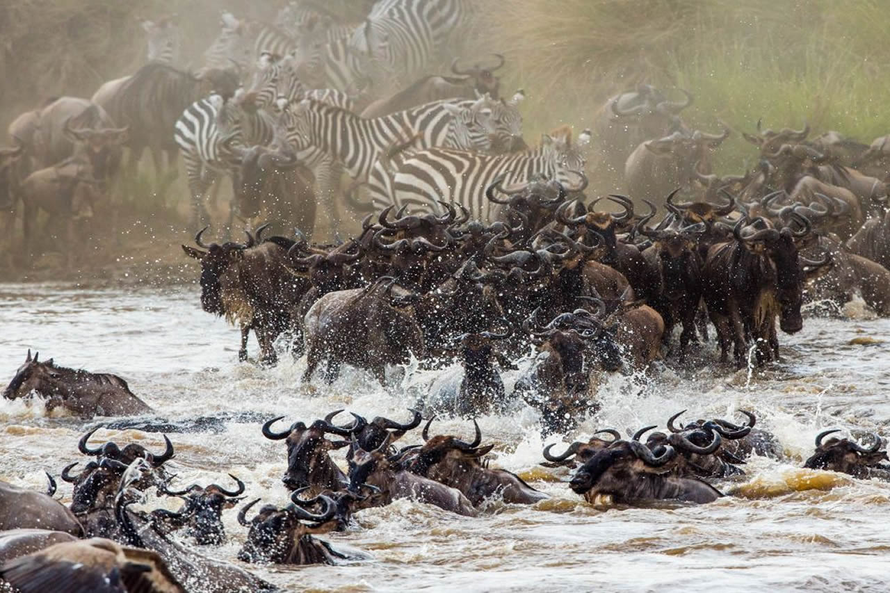 4 Days | Maasai Mara Migration Safari