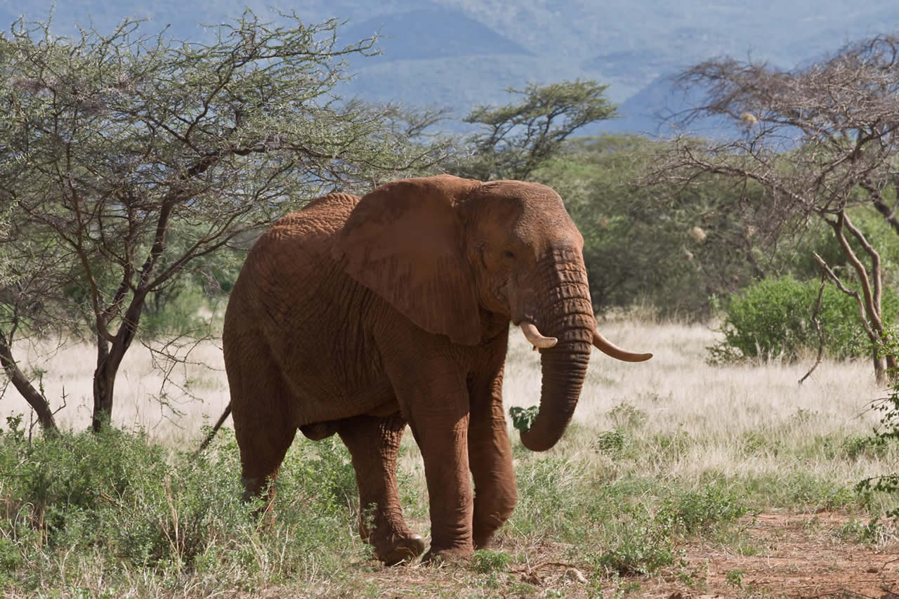 5 Days | Samburu and Ol Pejeta